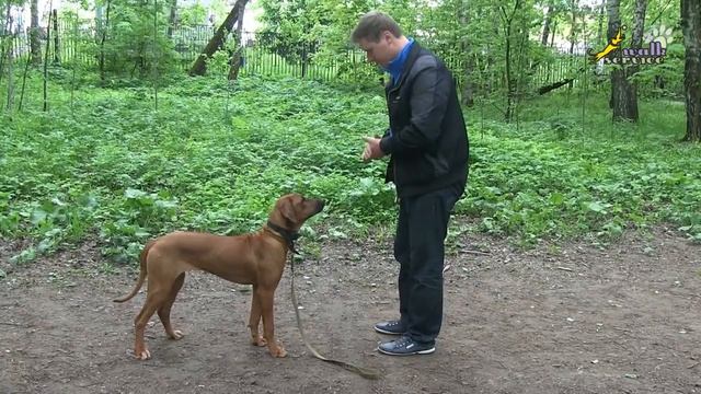 ОКД, Связь упражнения _Движение назад_ с выдержкой и правильной постановкой собаки смотреть онлайн