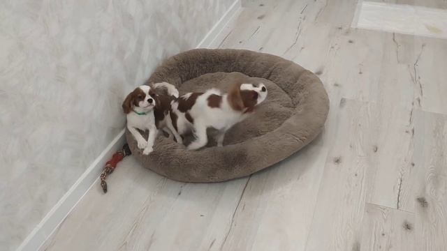 кавалер Кинг Чарльз спаниель девочки смотреть онлайн