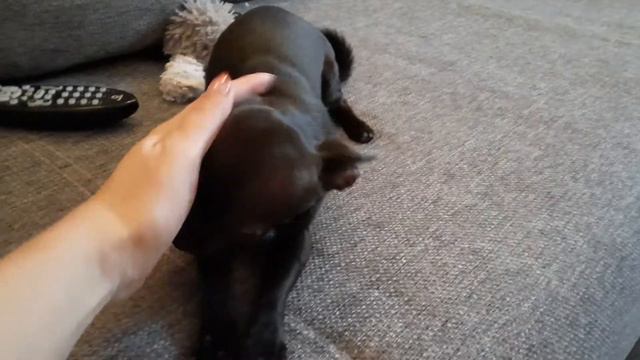 чихуахуа стыдно# чувство вины у чихуахуа... собакахулиганка# чихуахуа# смотреть онлайн