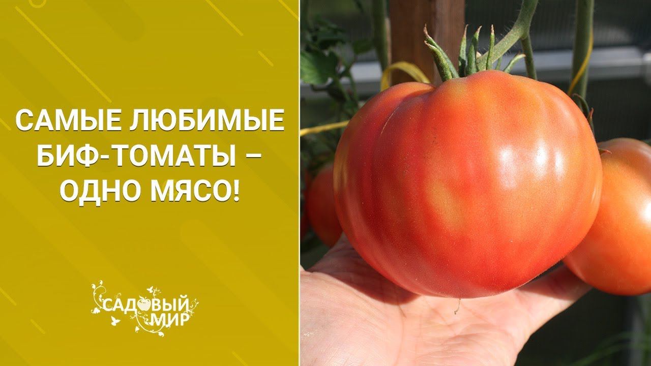 Самые любимые Биф томаты – одно мясо! смотреть онлайн
