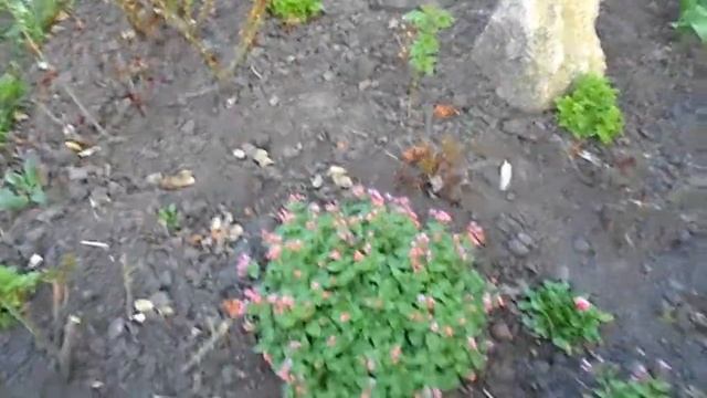 КТО КУДА, А МЫ НА ДАЧУ смотреть онлайн