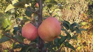 Самое дорогое яблоко в мире!!! Яблоня Секаи Ши (apple Sekai Ichi)  НОМЕР ОДИН В МИРЕ