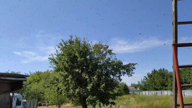 Пчелиный рой,красиво покидает жильё смотреть онлайн