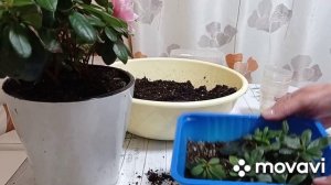 Комнатные цветы. Пересадка азалии и азалят.