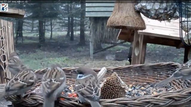 Белка делает запасы на зиму#Чехия смотреть онлайн