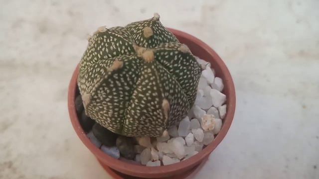 Expo Texcoco 2022 Festival de los Cactus смотреть онлайн