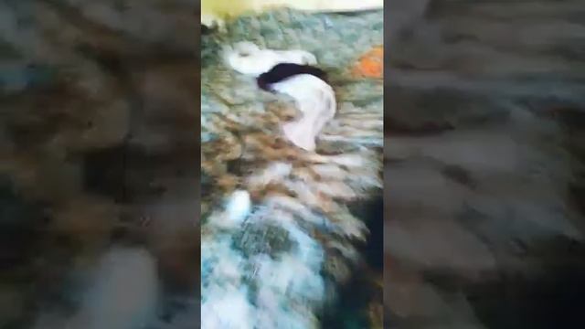 Как отличить попугая мальчика от девочки смотреть онлайн