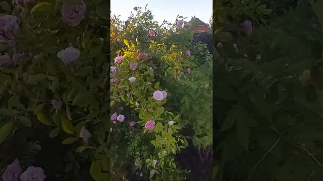 Плетистая роза Tausendschon, начало цветения. смотреть онлайн