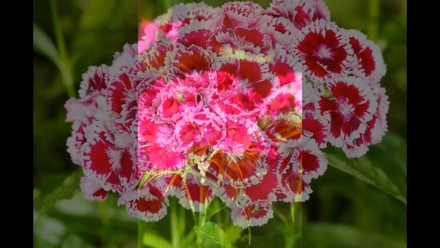 Harjaneilikka | Dianthus barbatus @Finland смотреть онлайн