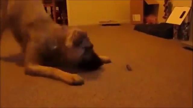 Собака против таракана смотреть онлайн