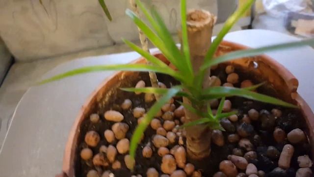 Драцена подрастает/ Вторая жизнь драцены/ Выращиваю молодое деревце/ Часть 2/3