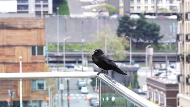 Sony Alpha a77II Daylight Video Samples смотреть онлайн