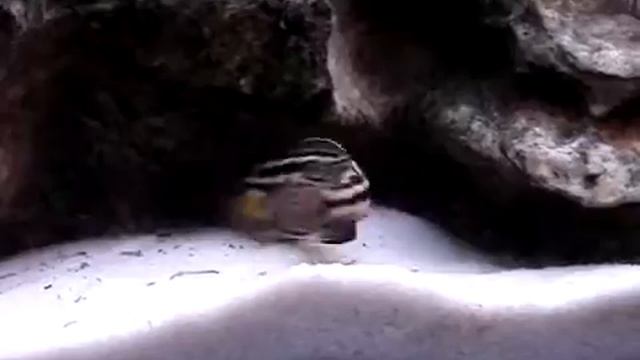 Юлидохромис Марлиера (Julidochromis marlieri) смотреть онлайн