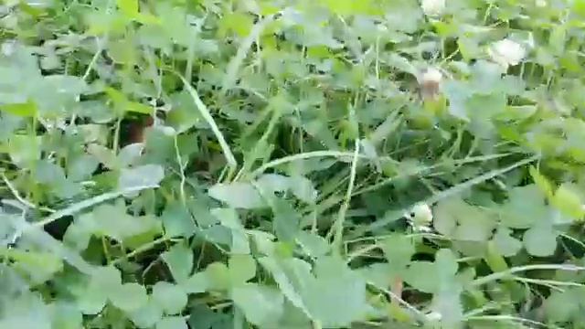 Шмель и клевер