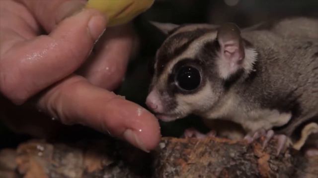 Хвостатые истории. 7 выпуск смотреть онлайн