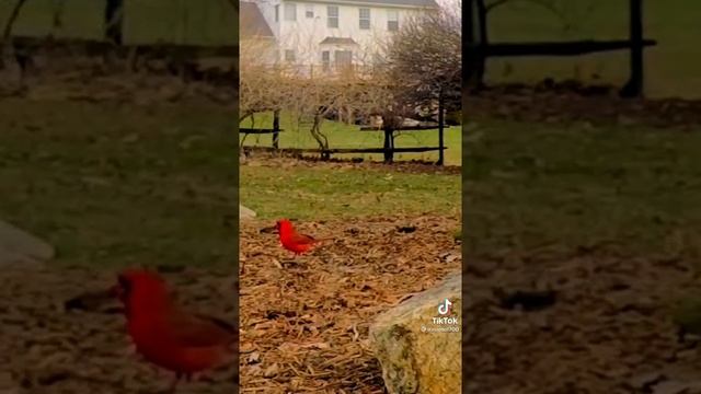 Смотрим Слушаем звук птицы природы? Птицы красный кардинал смотреть онлайн