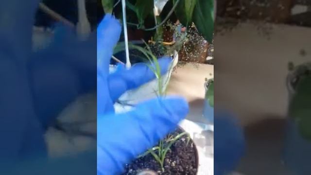 Санхеция и Циперус декабрь 2020 смотреть онлайн