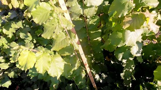 Фундук. Саженцы, которые ещё есть в наличии. смотреть онлайн