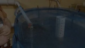 Клариевый сом. Ответы на вопросы. Мини узв для клариевого сома.