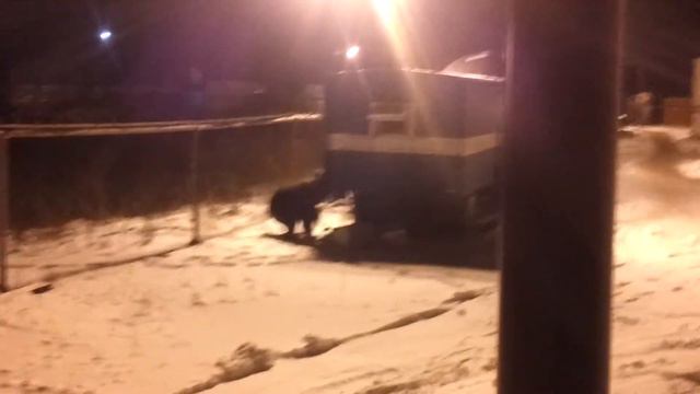 Открывай сова медведь пришёл смотреть онлайн