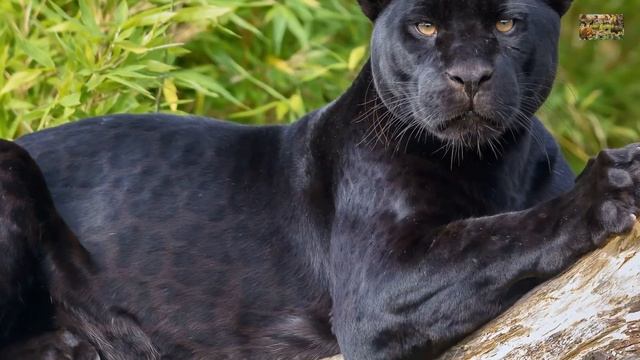 Животный мир земли. Дикие кошки. Род пантеры. Леопард (Leopard) смотреть онлайн