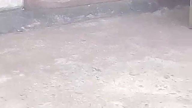 Я на даче с кошкой. Слежу как она выходит с дома смотреть онлайн