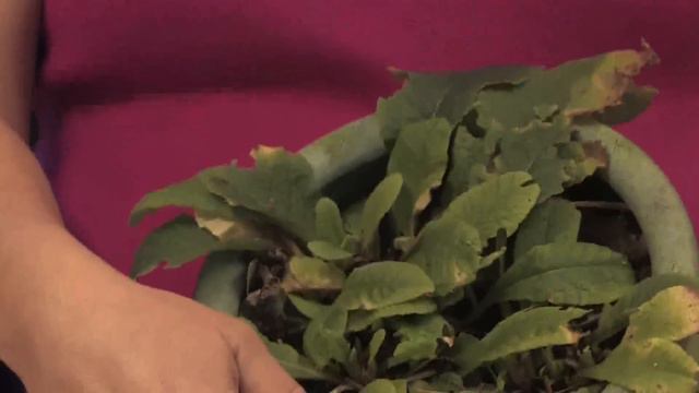 Flower Gardens : How to Grow Primrose (Primula) смотреть онлайн