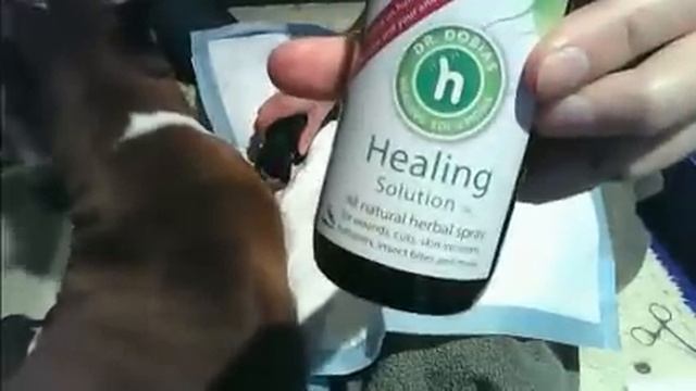 Nearly painless tail docking and dew claw removal using bands смотреть онлайн