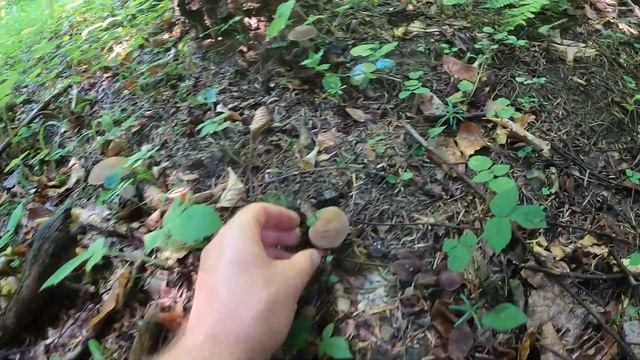 grzyby 2021 borowiki w końcu się pojawiły. 13.07 mushrooms грибы fungi Beskid Niski смотреть онлайн