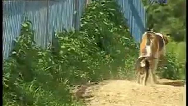 ТИЛь Ника 21 06 2012 смотреть онлайн