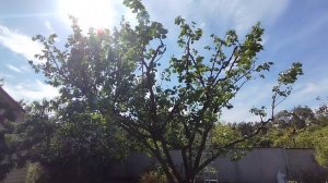 Привожу в порядок запущенный большой абрикос