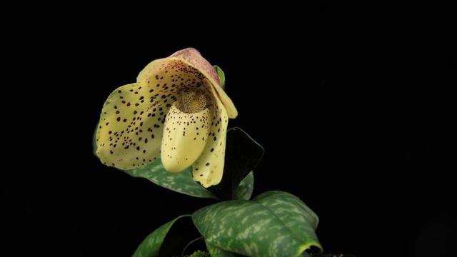 Paphiopedilum wenshanense смотреть онлайн