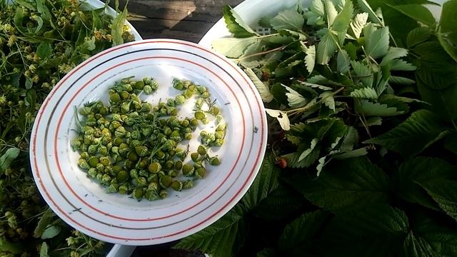Душистые и полезные травы для чая - заготовка на зиму. смотреть онлайн