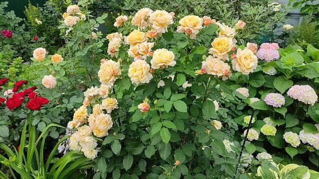 Роза КАРАМЕЛЛА "Сказочная роза" ( Caramella) Kordes,2001 смотреть онлайн