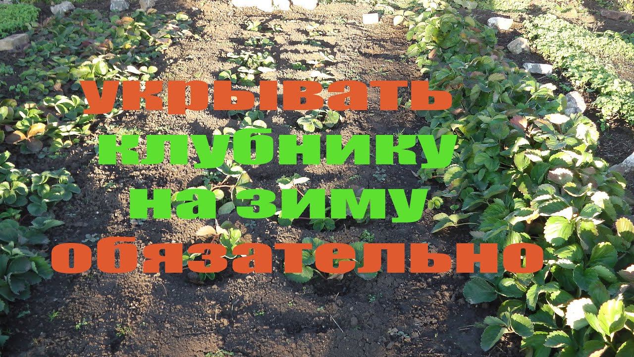 КОГДА УКРЫВАТЬ КЛУБНИКУ НА ЗИМУ .ВАЖНО НЕ УПУСТИТЬ ЭТОТ МОМЕНТ смотреть онлайн