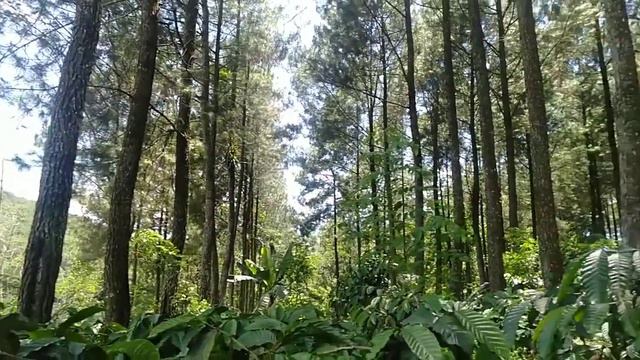 Hutan Pinus di Belakang Sekolah Serasa Wisata Tiap Hari смотреть онлайн