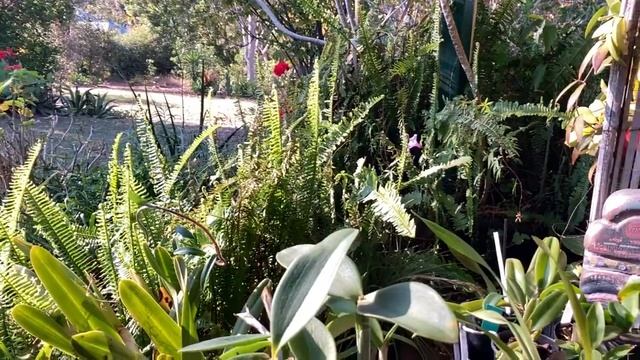 Цветение, Удобрения, Вода Дождевая, Из крана?Огненный Камень. Ctt. Fire Gem, C. amethystoglossa смотреть онлайн