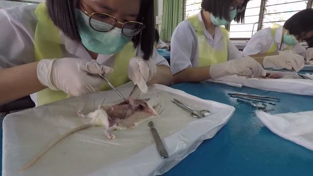 [ Form 6 life ] Dissection of Rat смотреть онлайн
