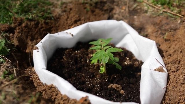 №24 Успешный аутдор. Часть 1: секреты большого урожая смотреть онлайн