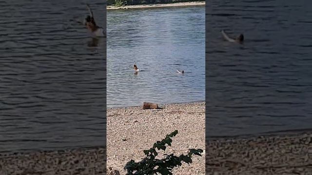 Лето в разгаре.Перевалило за 30 градусов. 24.06.23. Андернах река РЕЙН. смотреть онлайн