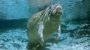 Дюгонь обыкновенный