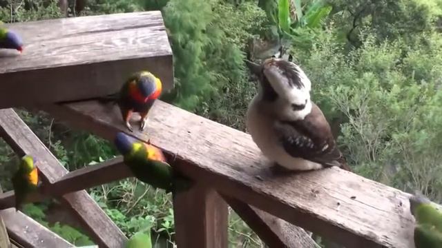 ДИКИЕ ПОПУГАИ смотреть онлайн