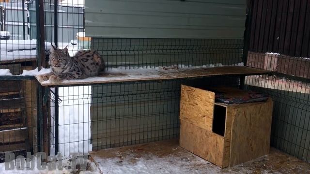 РЫСЬ МАРТИ ПОТИХОНЬКУ ПРИРУЧАЕТСЯ. Игры трёх больших кошек. смотреть онлайн