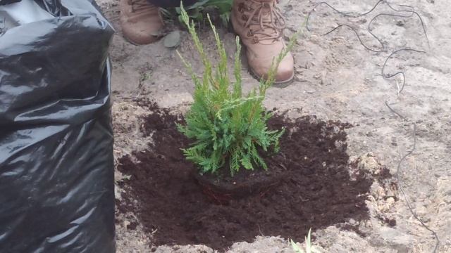 Как сажать можжевельник средний Минт Джулеп смотреть онлайн