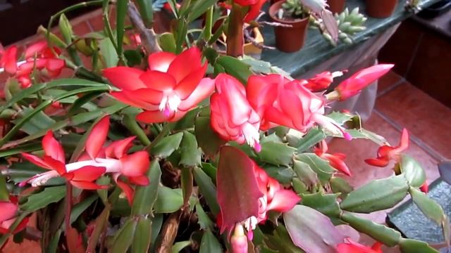 My Schlumbergera truncata -Thanksgiving Cactus from buds to blooms смотреть онлайн