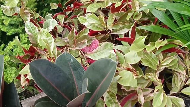 Night Marvel Hibiscus Anthurium Sthal Padma Pentas Gladiolus Bulb Ixora Banana Plants At Tala Haat смотреть онлайн