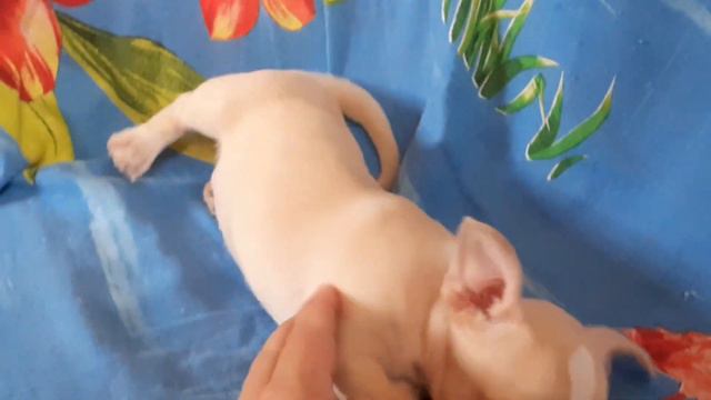 Купить чиха. Малышка Осень.#chihuahua #питомникчихуахуа #продамчихуахуа смотреть онлайн
