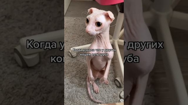 ??#Животные #Милота #Shorts #шлёпа #каракал #СмешныеЖивотные #кот смотреть онлайн