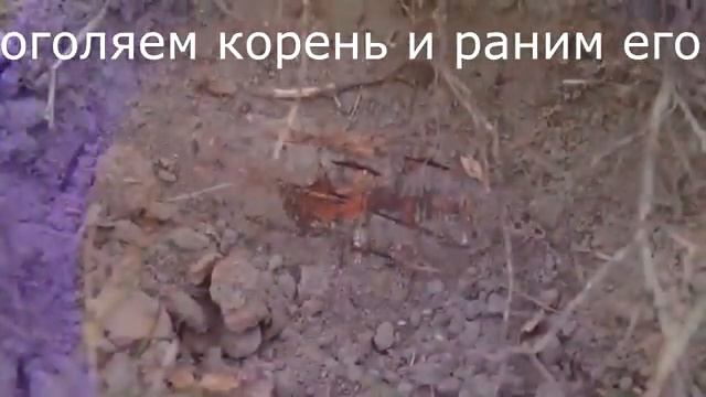 внесение мицелия белых грибов Выращивание грибов вопрос №6 смотреть онлайн