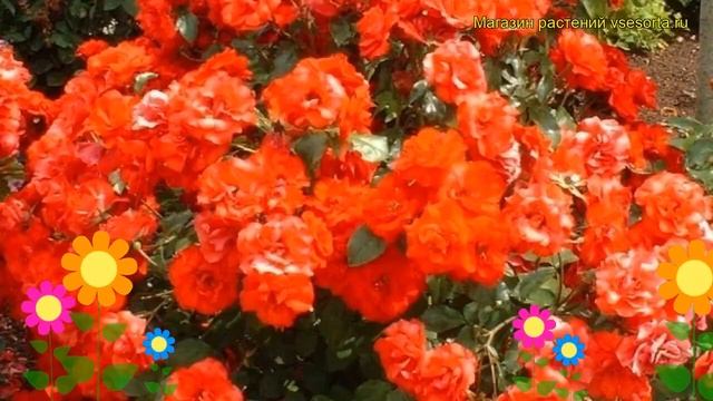 Роза флорибунда Ла Севильяна. Краткий обзор, описание характеристик, где купить саженцы La Sevillan смотреть онлайн